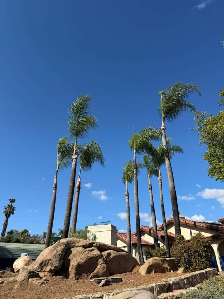 Tall palm trees with lush green fronds against a bright blue sky.