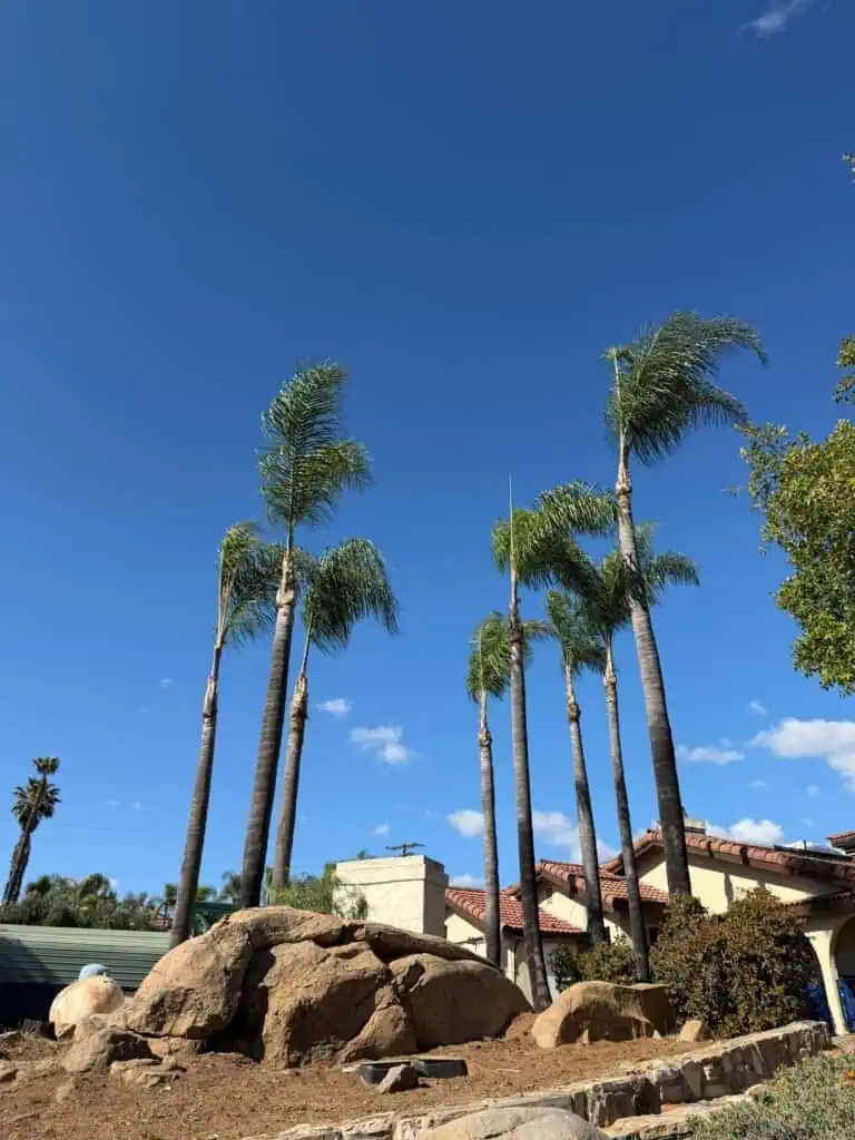 Tall palm trees with lush green fronds against a bright blue sky.