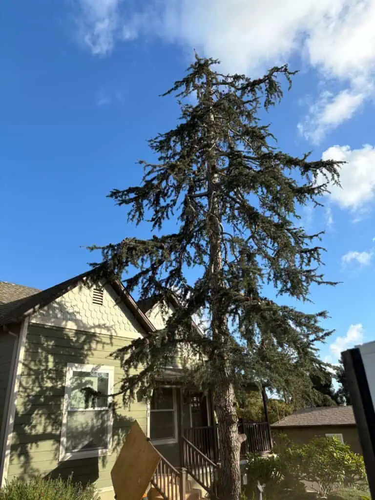Tall, mature tree near house with blue sky background.