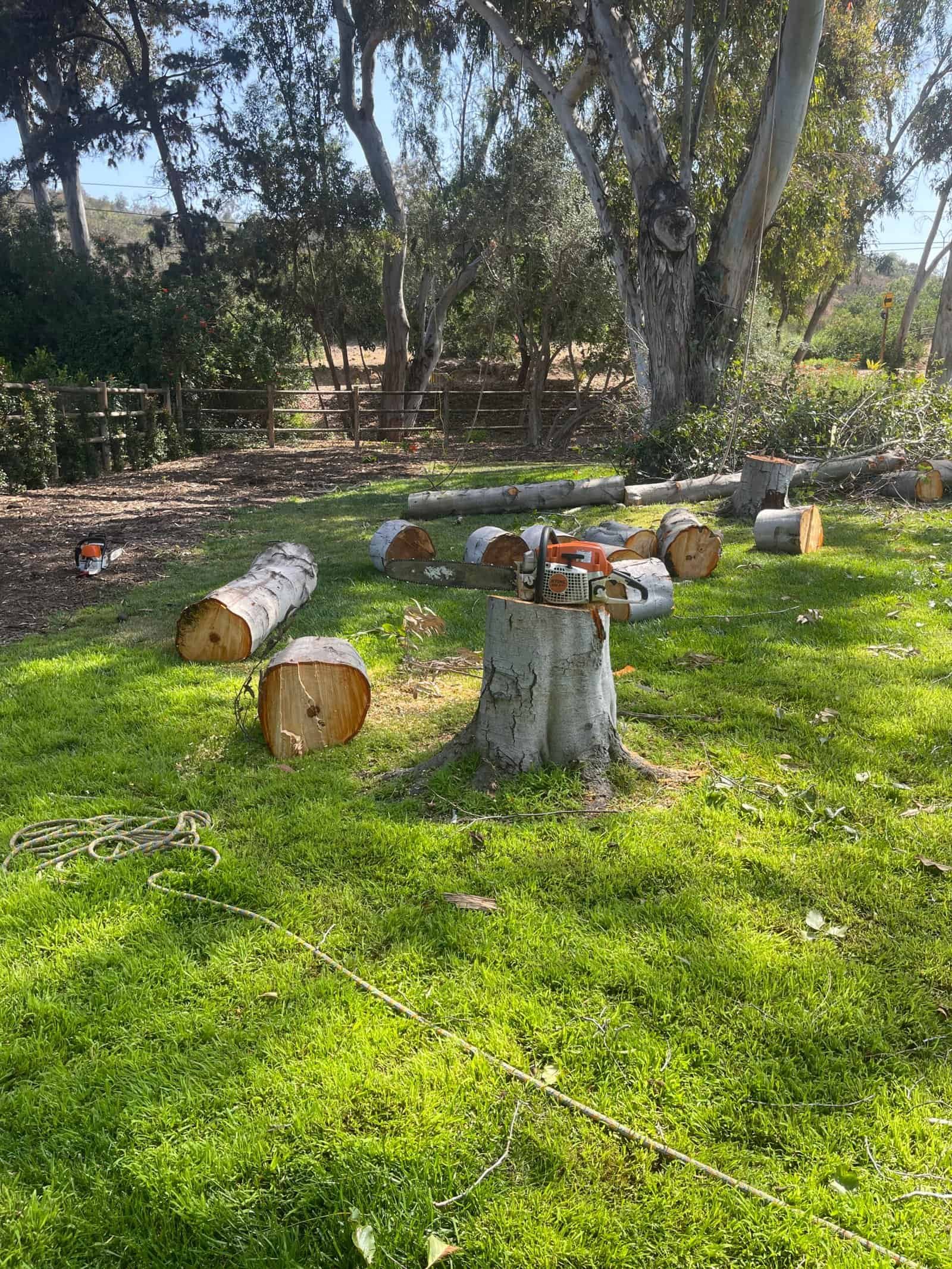 Tree stump and logs in a grassy yard with trees in background.