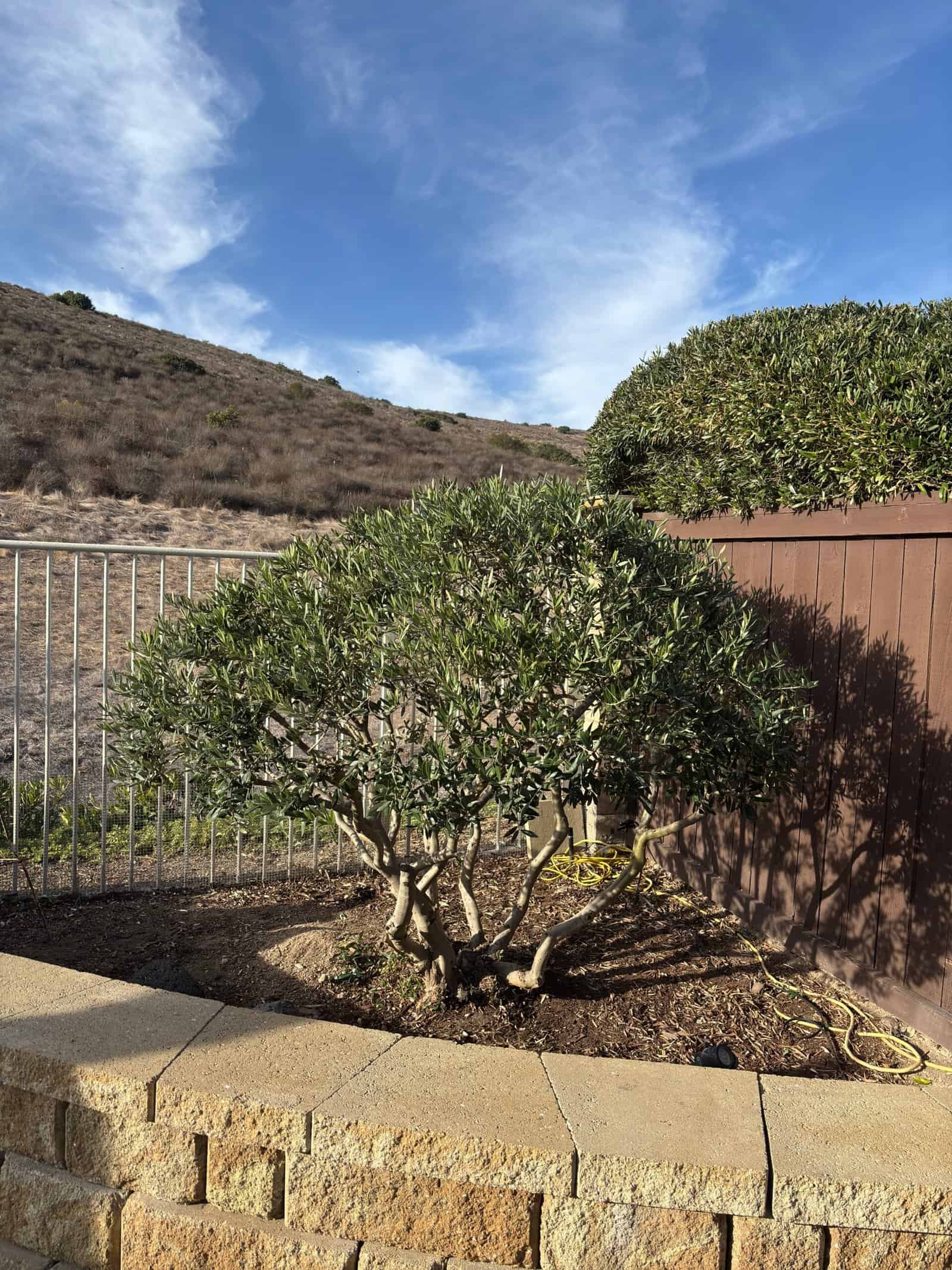 Well-maintained pruned bush in a landscaped yard with a hill background.