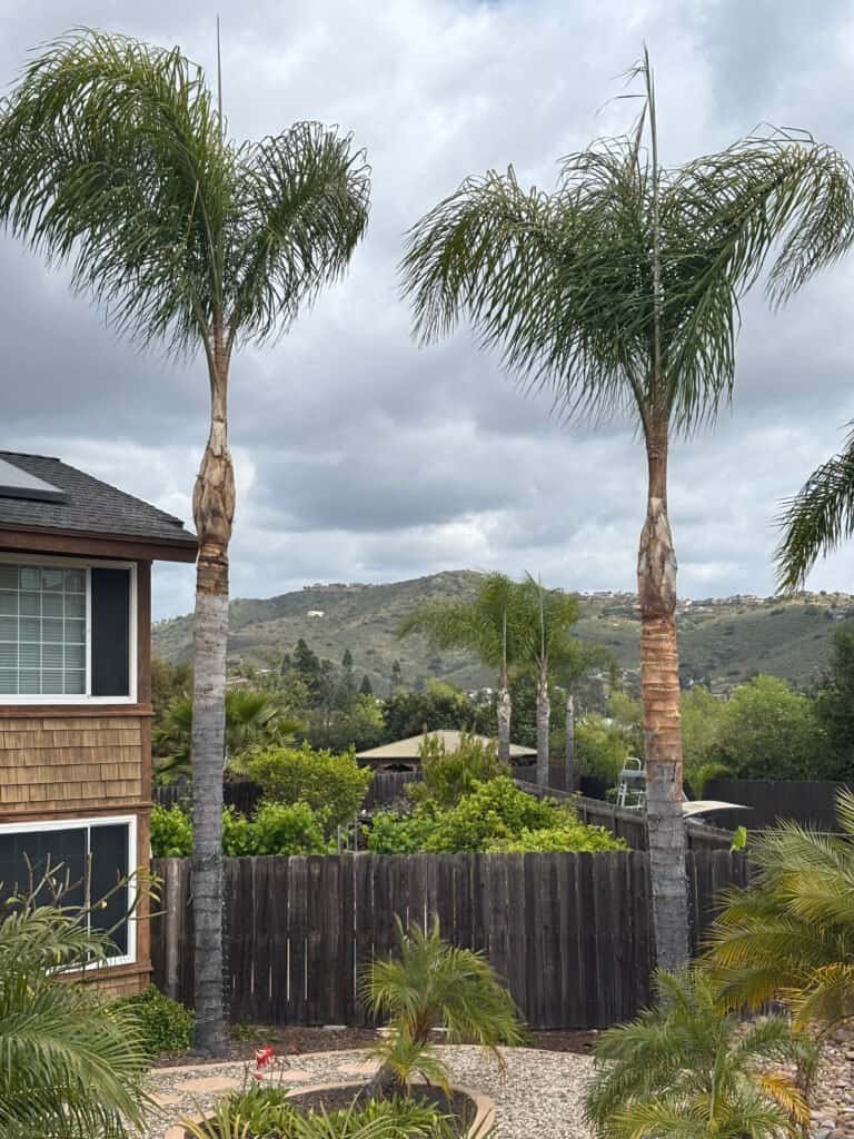 Professional palm tree trimming and removal by Alan Tree Service in California.