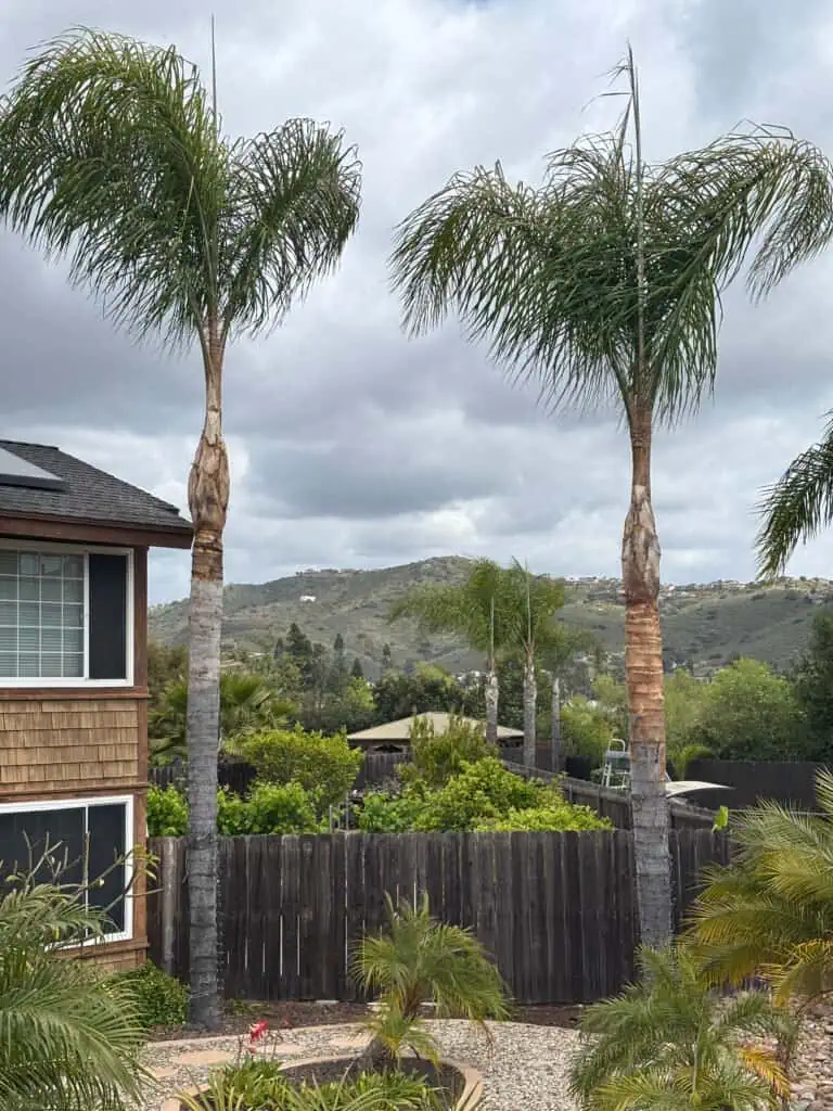 Professional palm tree trimming and removal by Alan Tree Service in California.