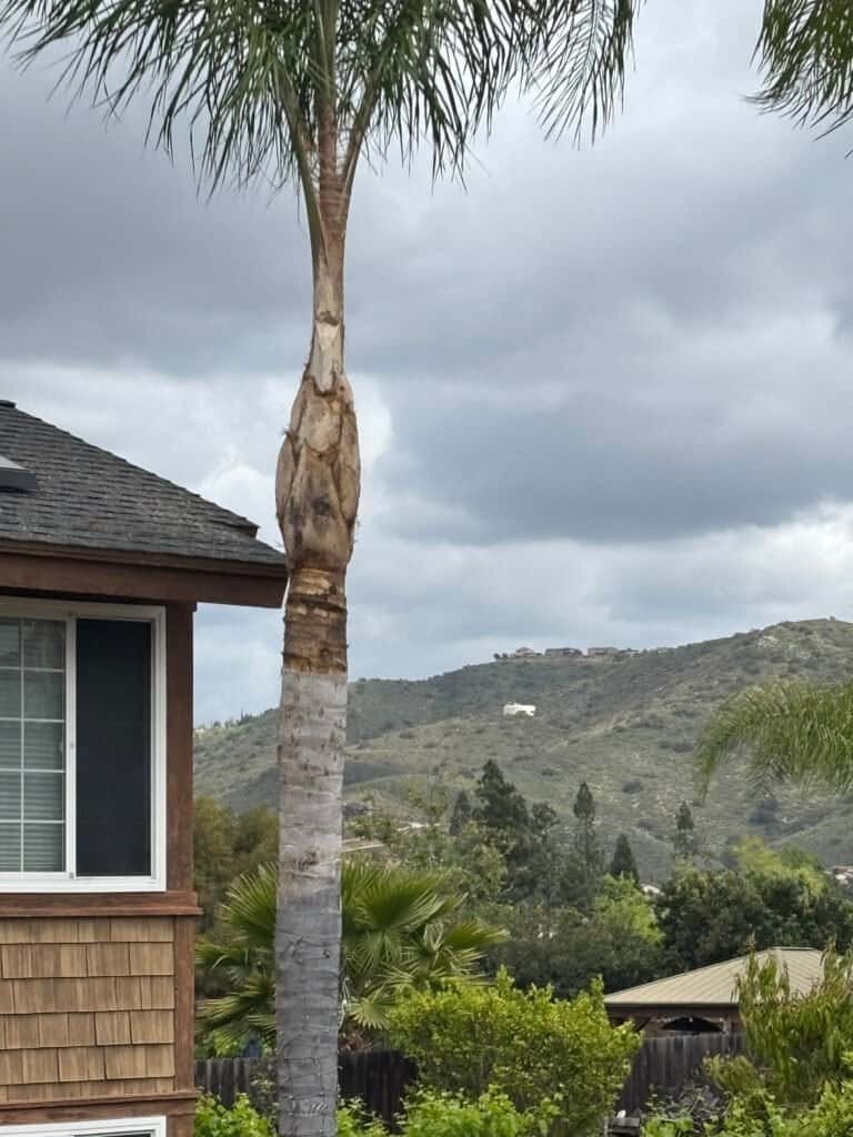 Tree trimming and removal by professional arborists at Alan Tree Service.