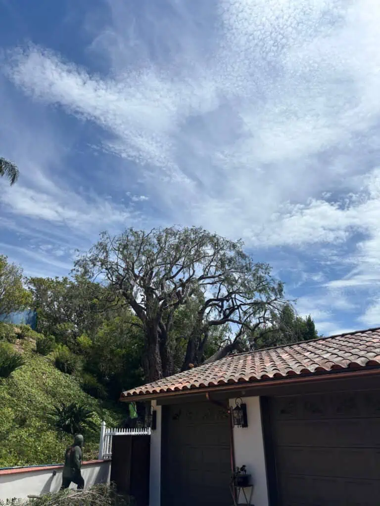 Tree pruning and trimming service by Alan Tree Service.