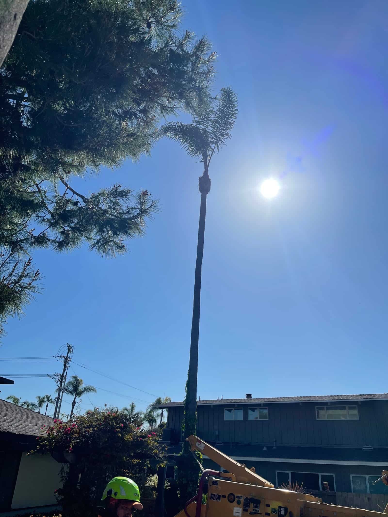 Professional tree removal of tall palm tree by Alan Tree Service.
