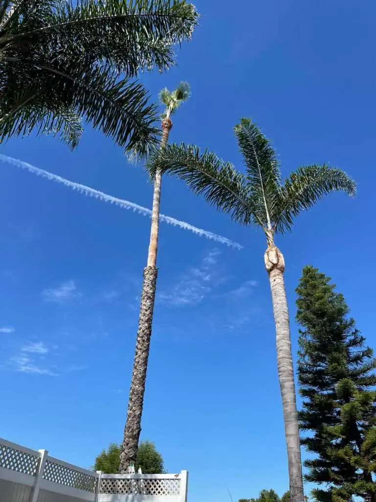 Tall palm trees with lush green fronds against a bright blue sky.