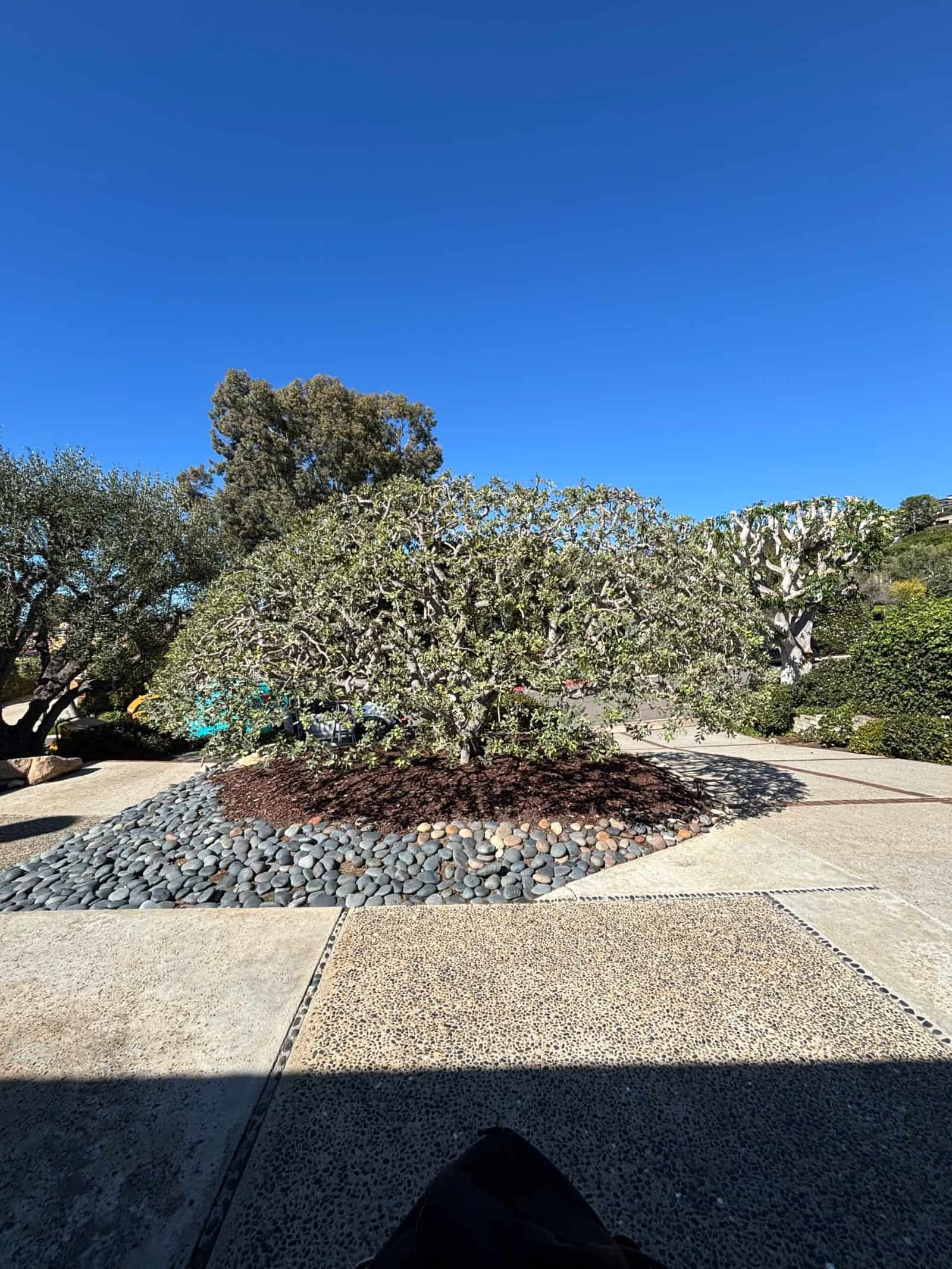 Healthy, well-maintained tree in a landscaped yard under clear blue sky.