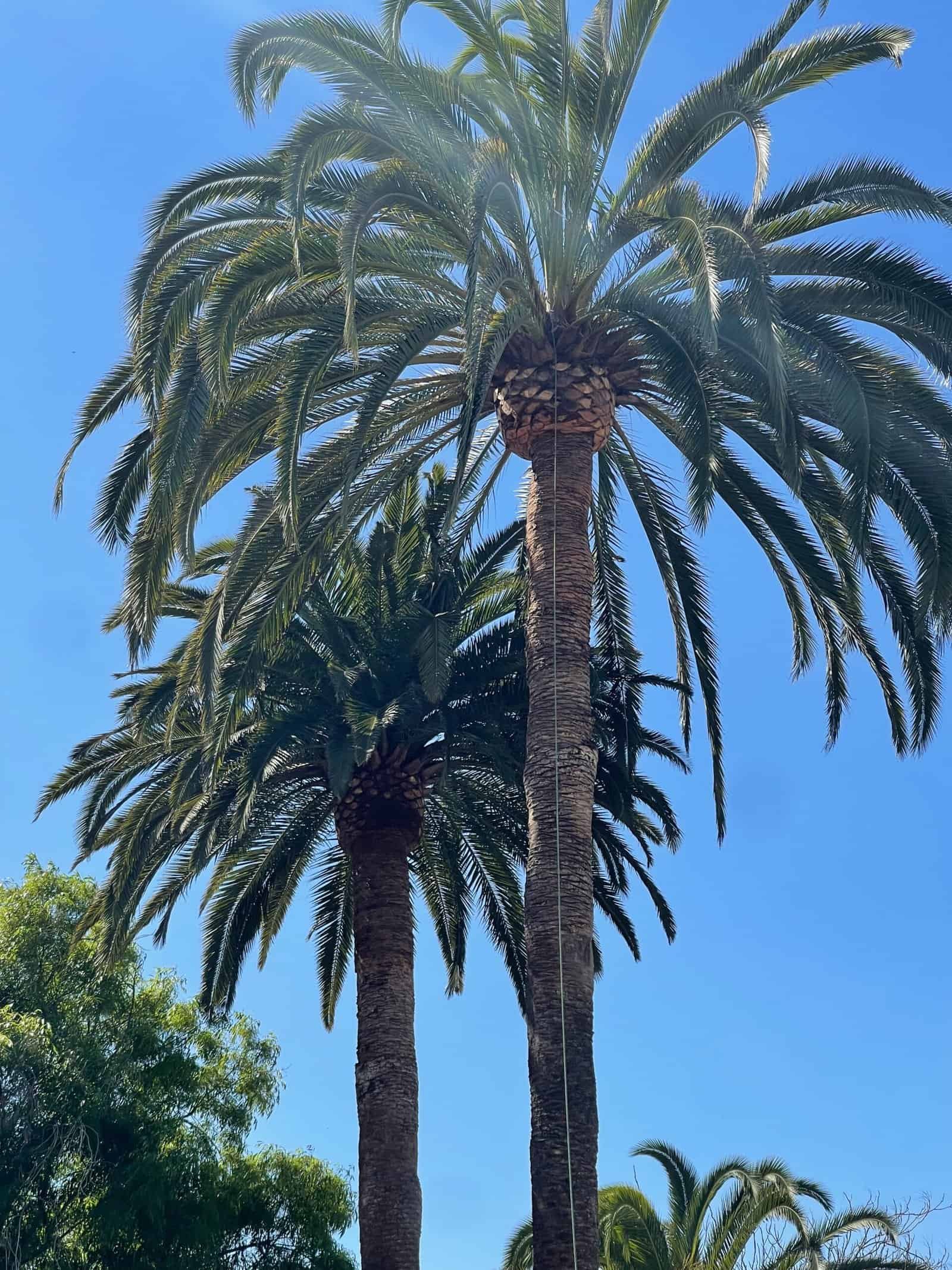 Tall palm trees with lush green fronds against a clear blue sky.