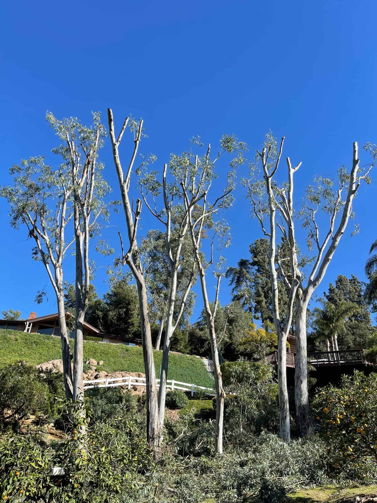 Tree trimming with tall trees under clear blue sky by Alan Tree Service.