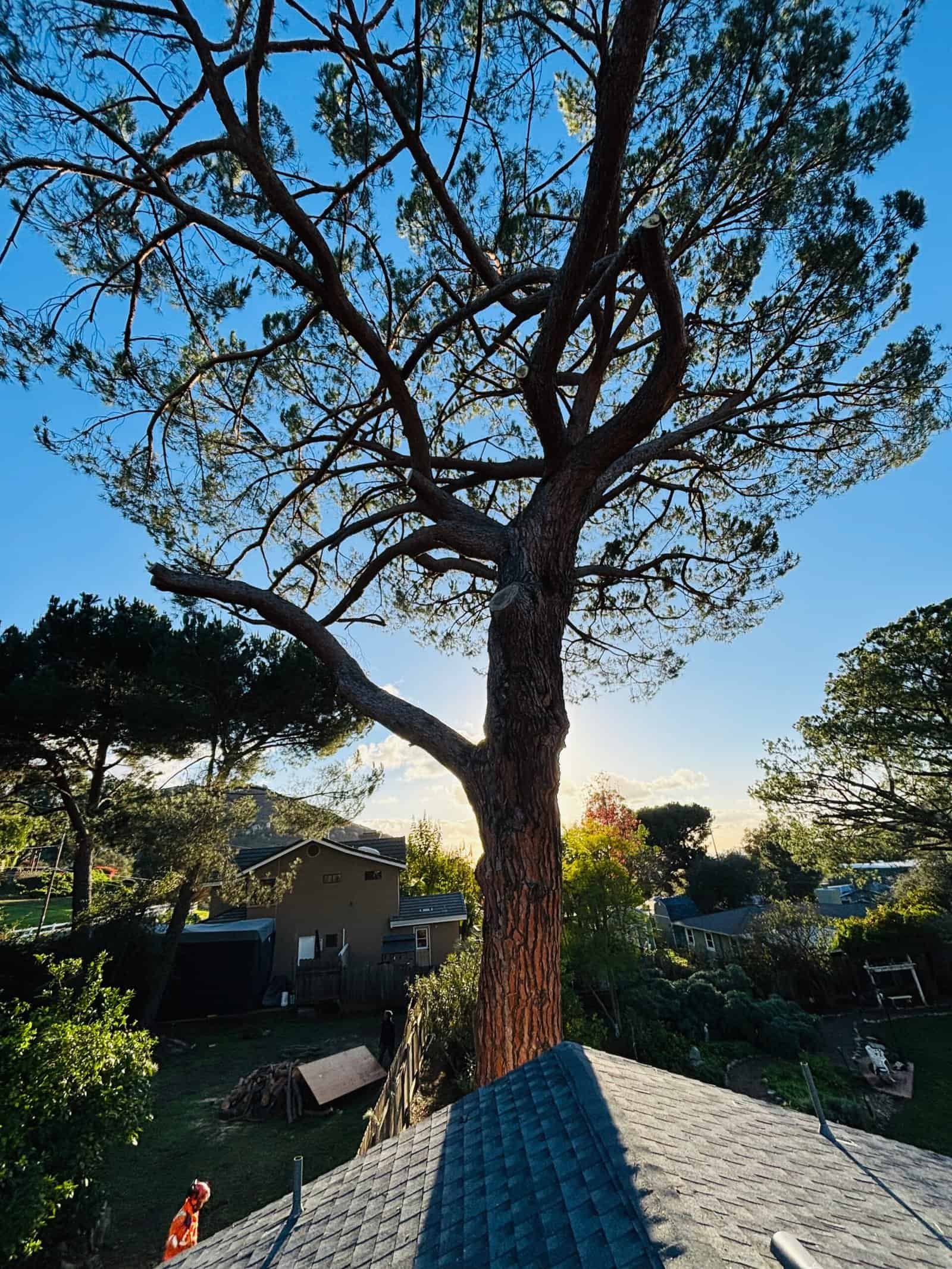Professional tree removal by Alan Tree Service in residential yard.