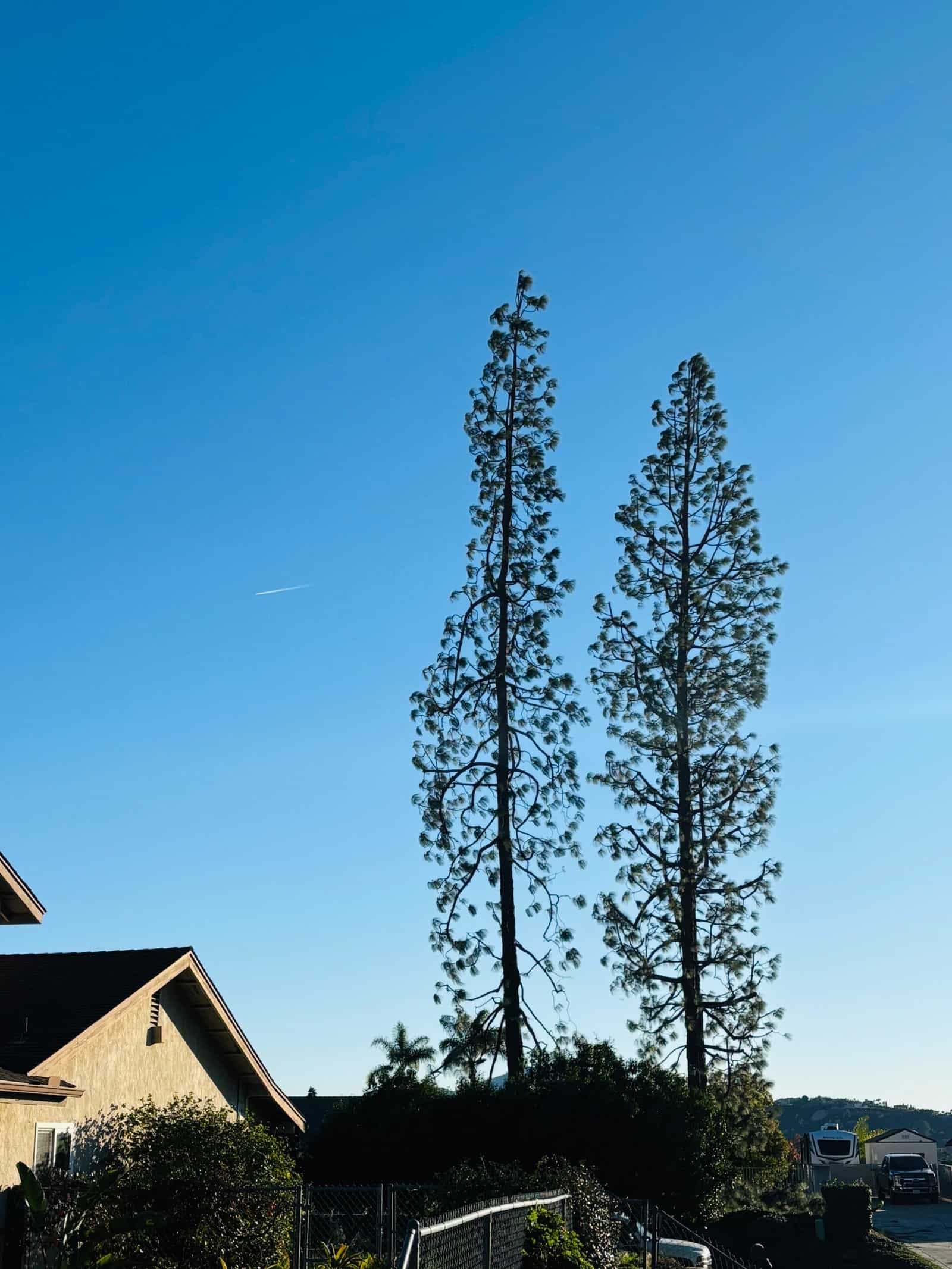 Tall pine trees in a residential neighborhood under a clear blue sky.