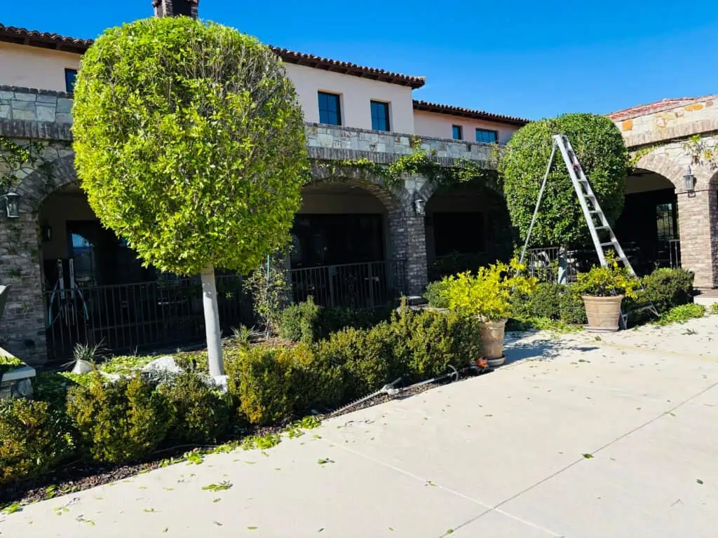 Professional tree trimming and landscaping at a residential property.