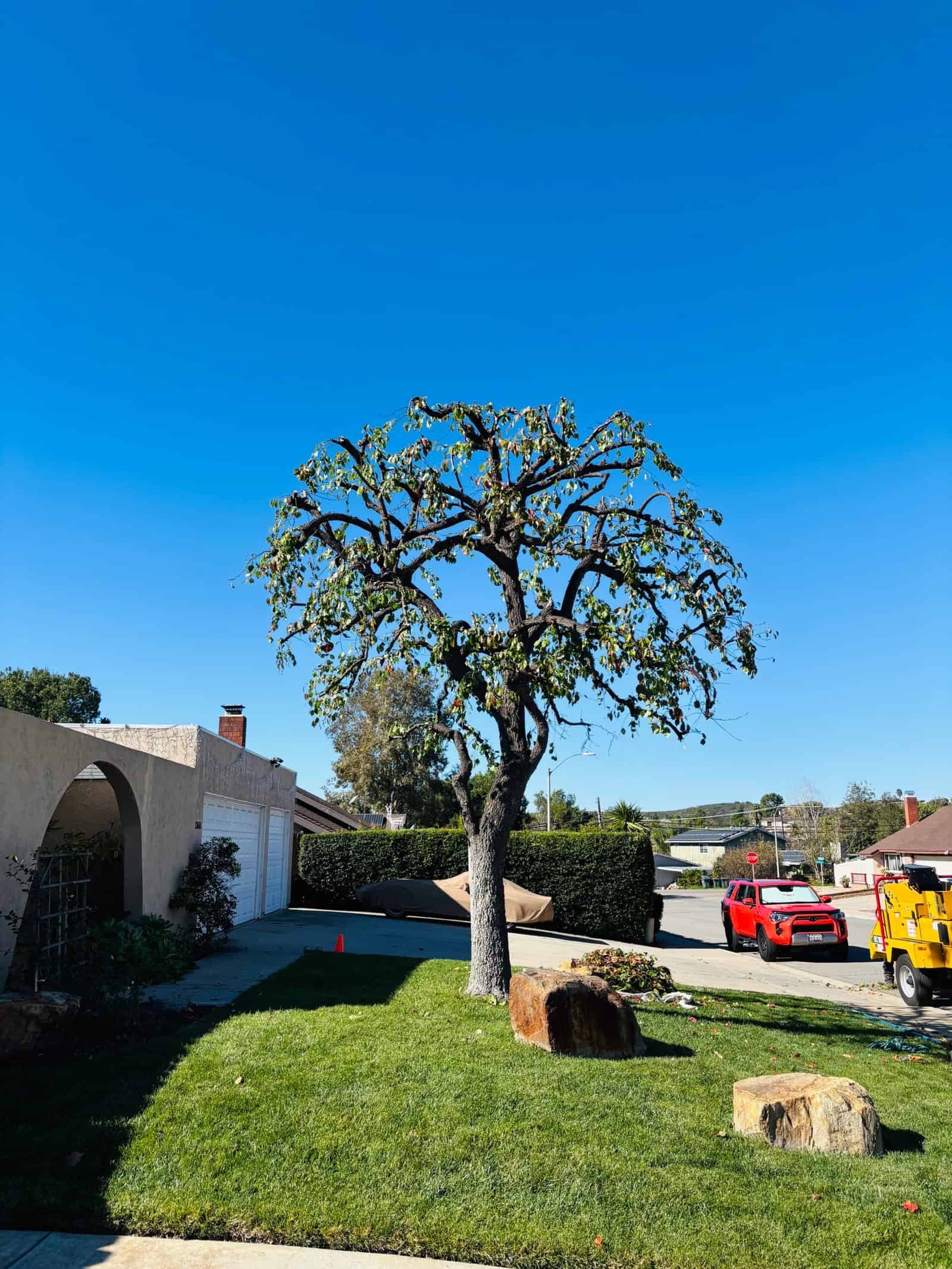 Professional tree trimming and pruning in a residential yard.