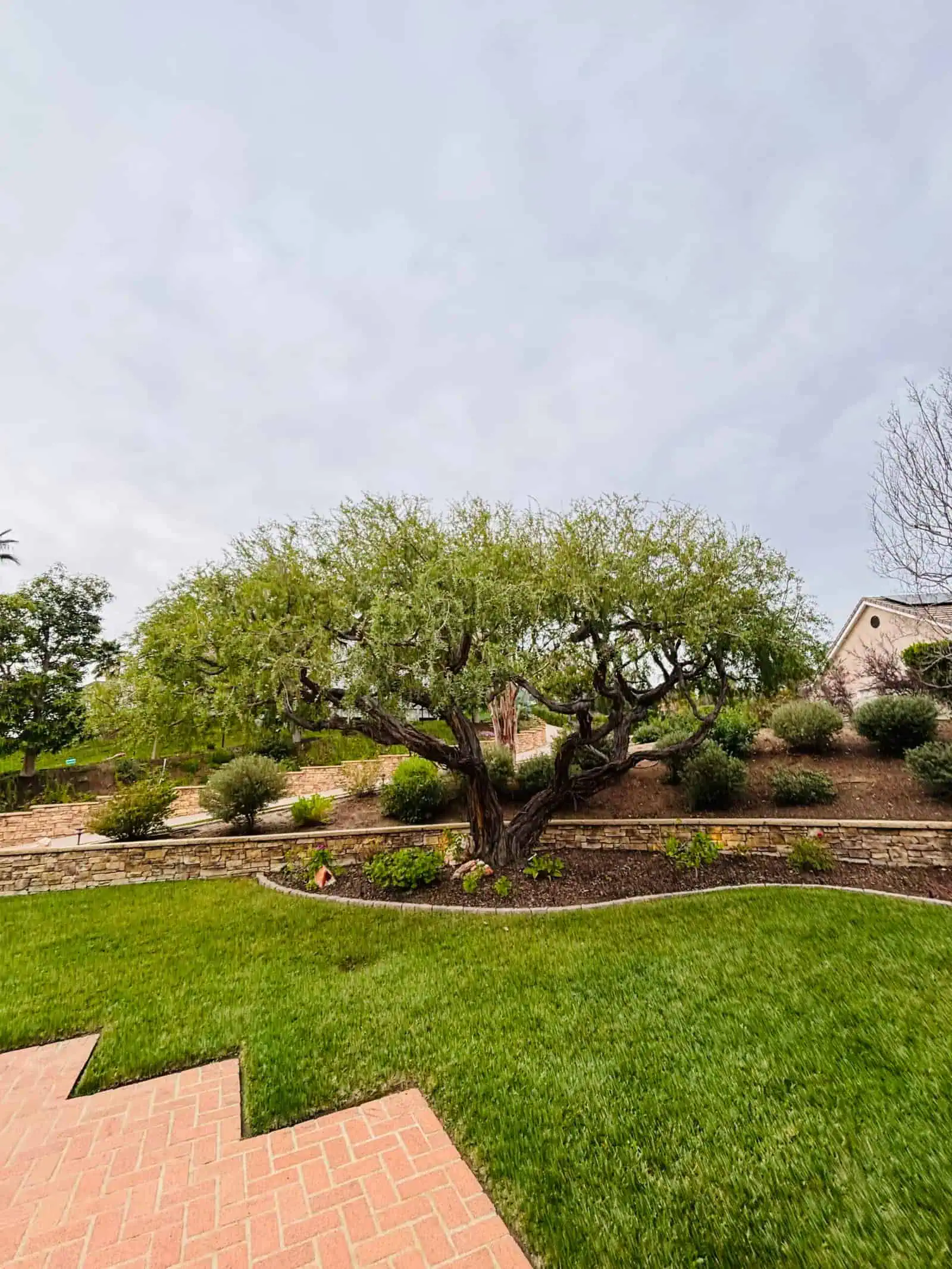 Healthy tree with trimmed branches in residential yard.