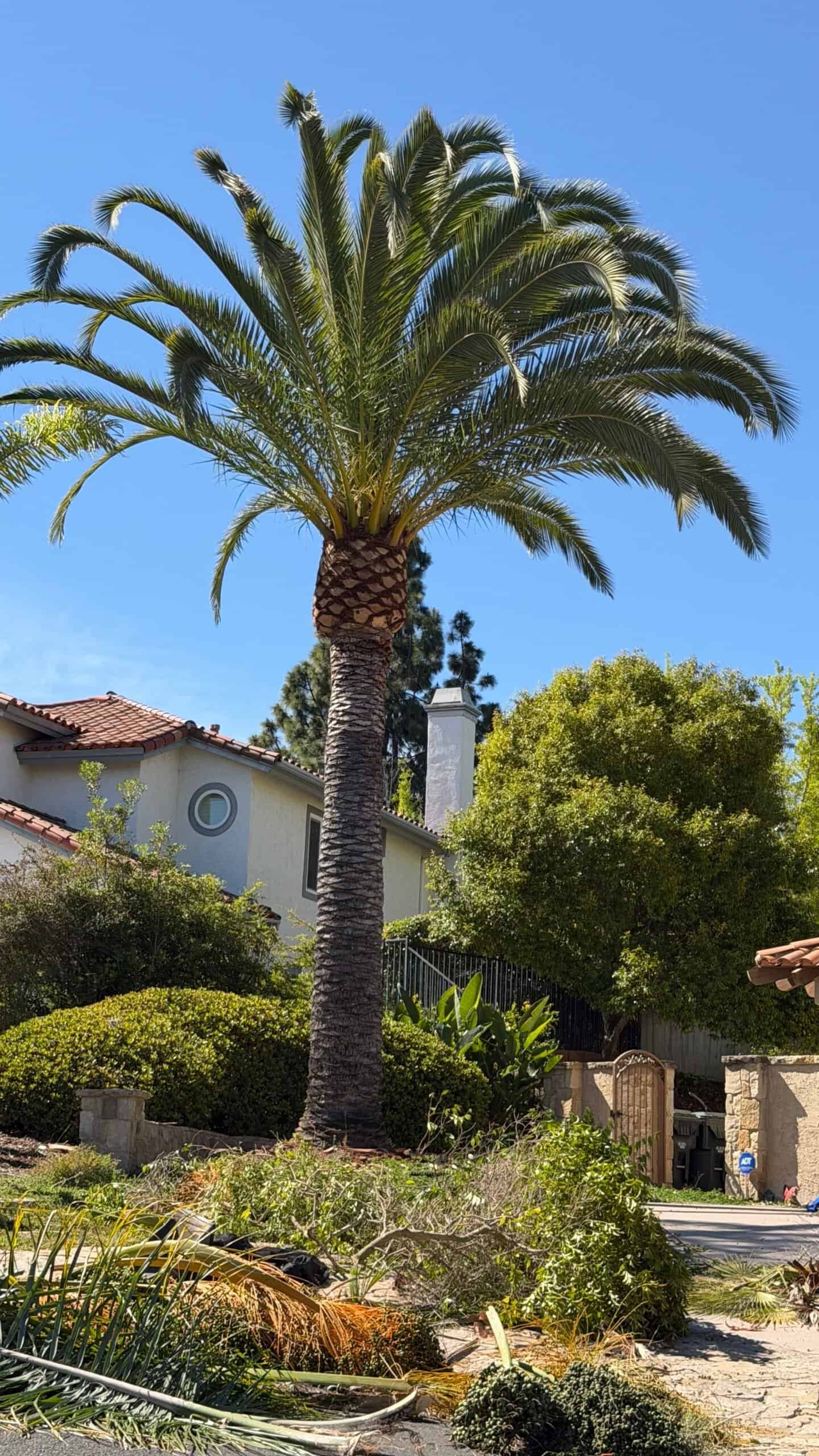 Large palm tree with lush green fronds in front of a house under a clear blue sky.