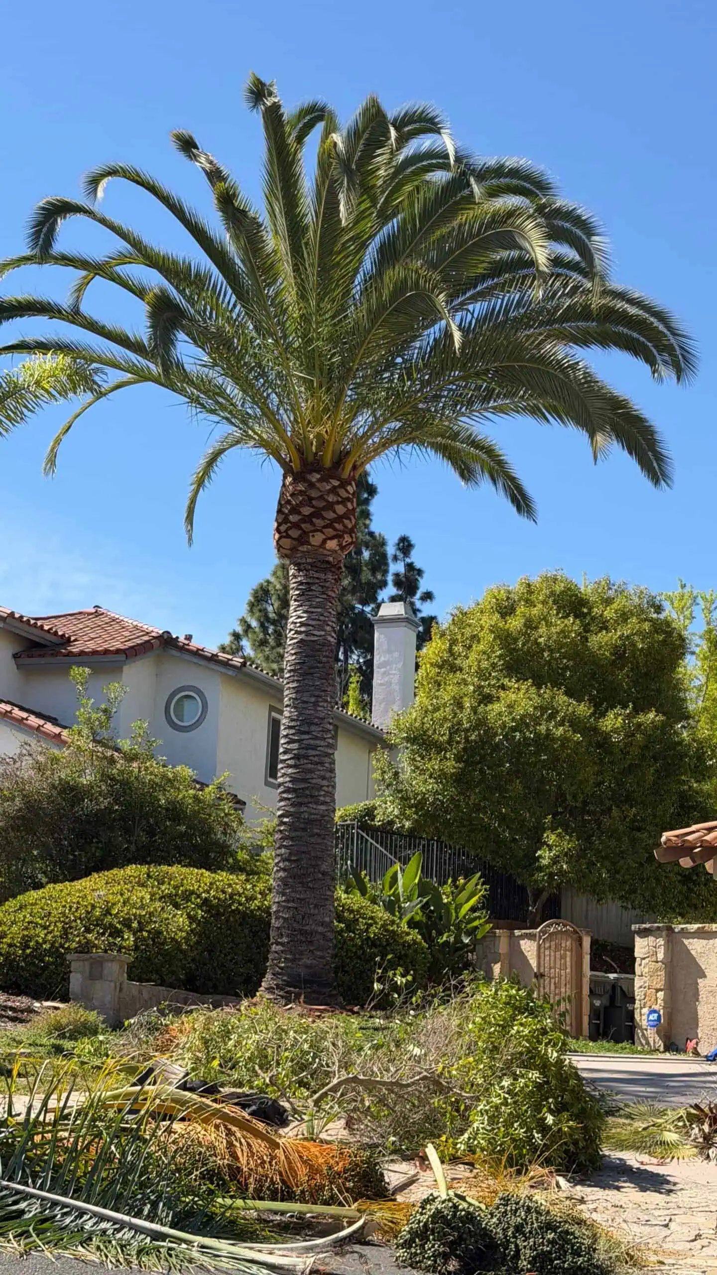 Large palm tree with lush green fronds in front of a house under a clear blue sky.