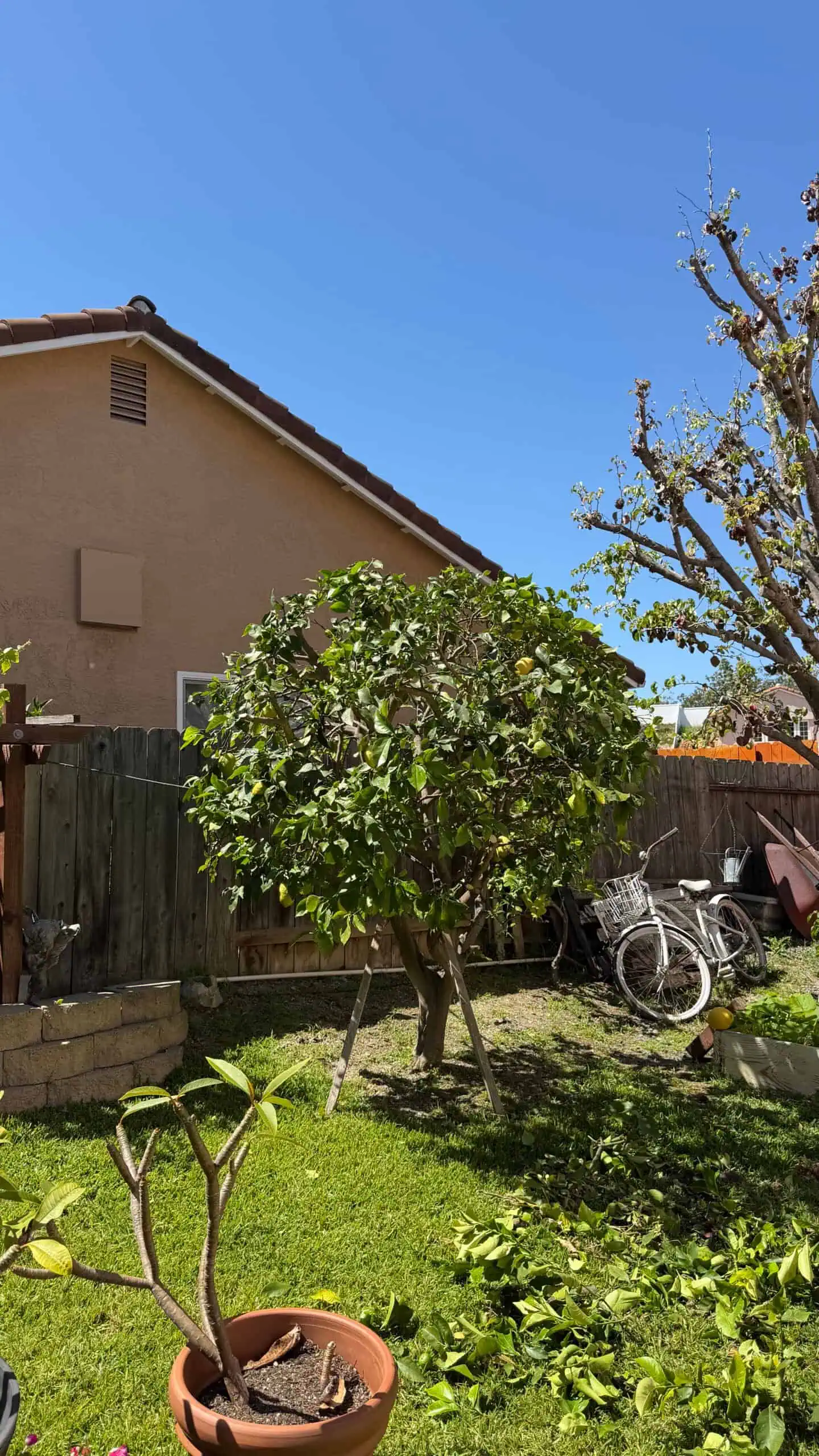 Tree trimming and pruning in a residential backyard by Alan Tree Service.