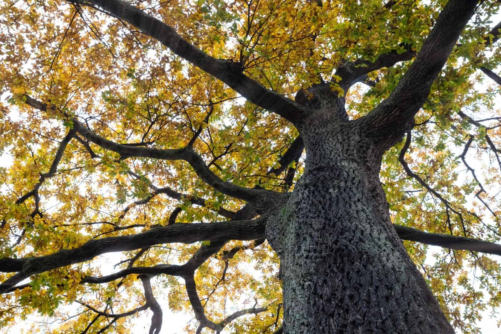Large mature oak tree with extensive branches and autumn leaves.