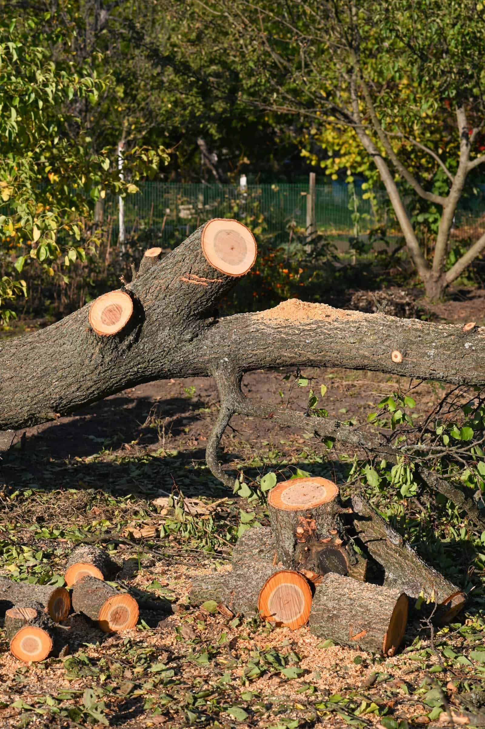 Tree cutting and removal by professional arborists at Alan Tree Service.