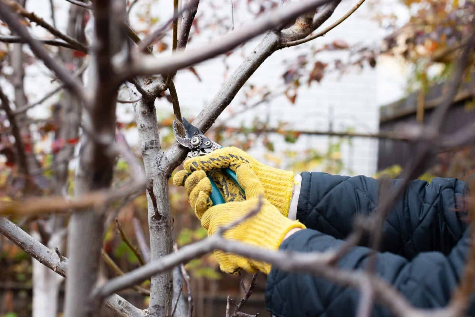 Arborist pruning tree branches with hand tools in a garden.