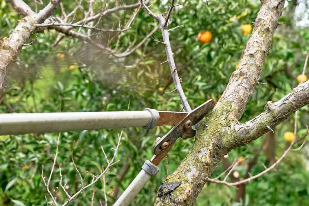 Tree pruning using professional pruning shears and pole saw in a garden.