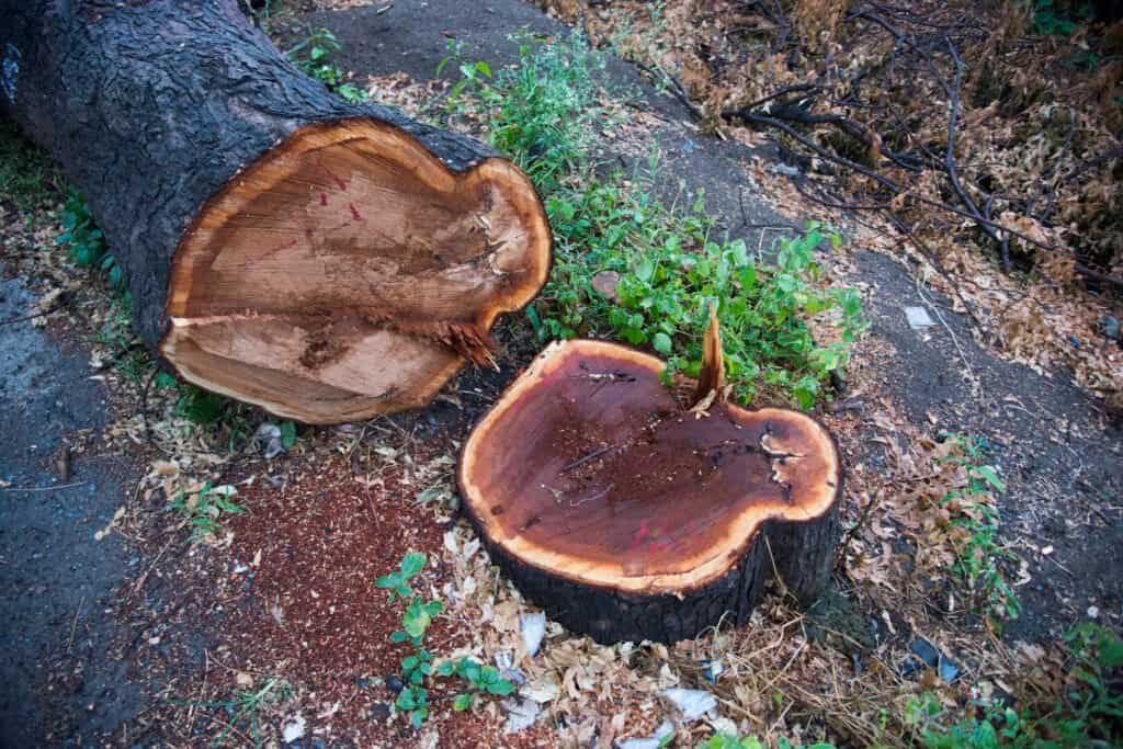 Tree stump after being cut down, showing fresh wood and bark.