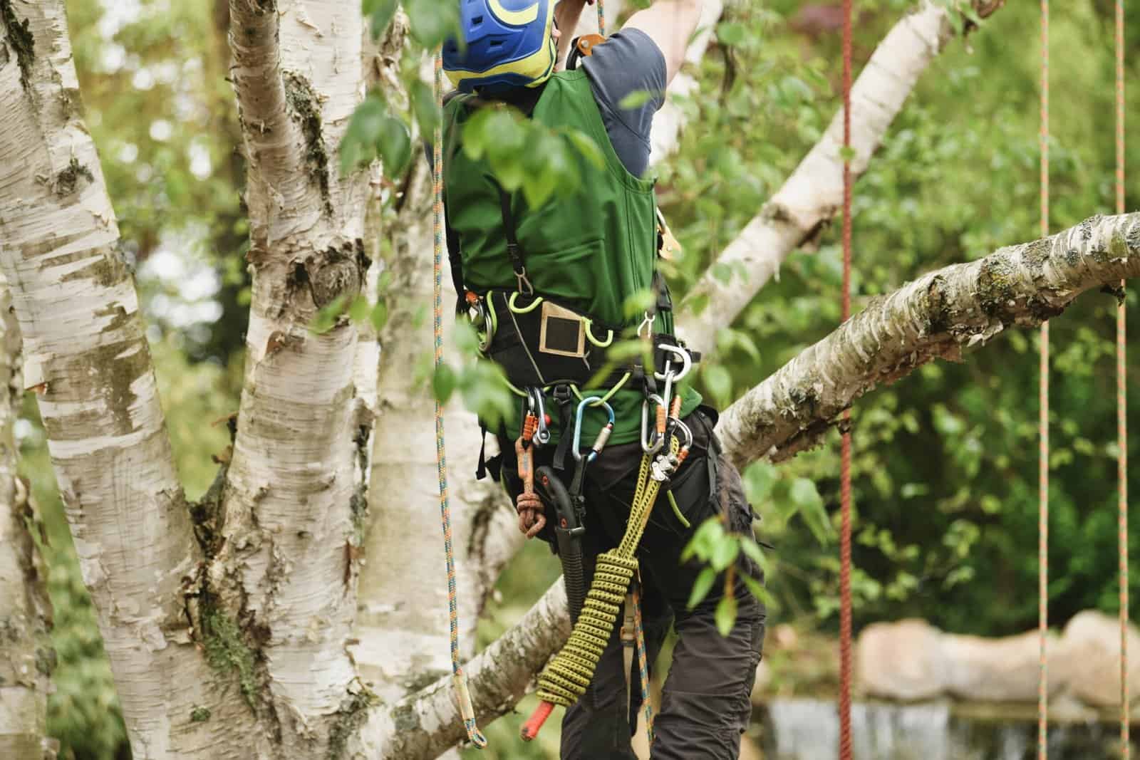Tree climber with safety gear and harness in a forest setting.