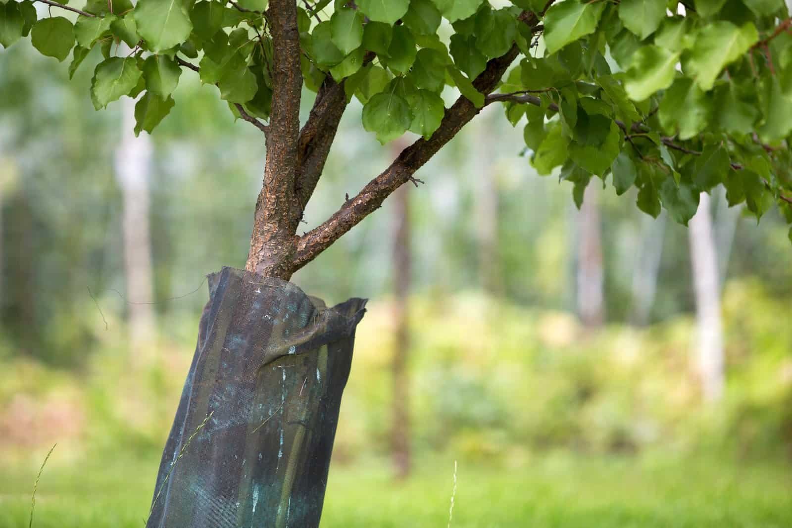 Young tree with protective trunk guard in a green landscape.